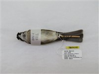 藏品(白頭翁)的圖片